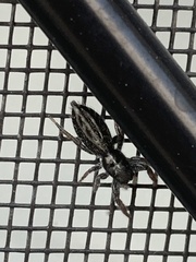 Holoplatys planissima