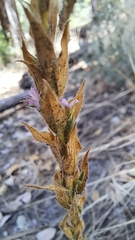 Epilobium densiflorum