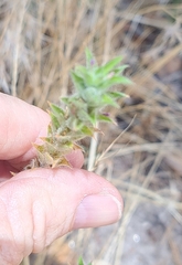 Epilobium densiflorum