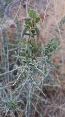 Ceanothus leucodermis