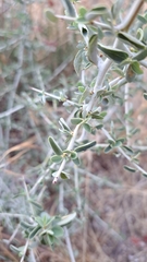 Ceanothus leucodermis