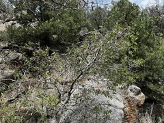 Celtis reticulata