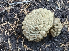 Calvatia sculpta