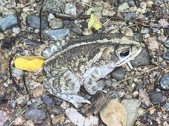 Incilius mazatlanensis