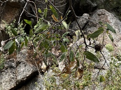 Celtis reticulata