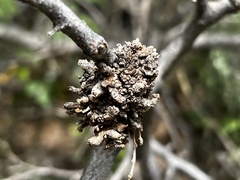 Celtis reticulata