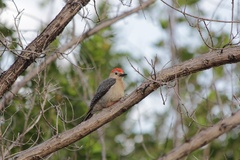 Melanerpes pygmaeus