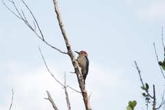 Melanerpes pygmaeus