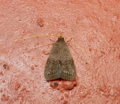 Lecithocera