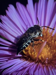 Coelioxys rufitarsis