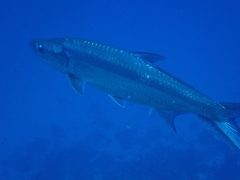 Megalops atlanticus