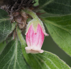 Jatropha neopauciflora