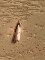 Microcrambus biguttellus