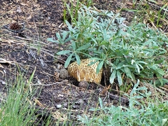 Neolentinus ponderosus