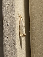 Microcrambus biguttellus