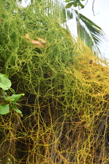 Cassytha filiformis