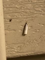 Microcrambus biguttellus