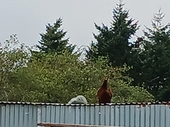 Gallus gallus domesticus