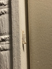 Microcrambus biguttellus