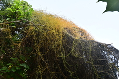 Cassytha filiformis