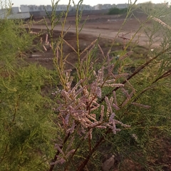 Tamarix ramosissima