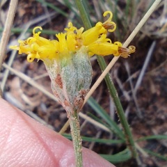 Hymenopappus filifolius lugens