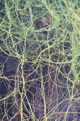 Cassytha filiformis