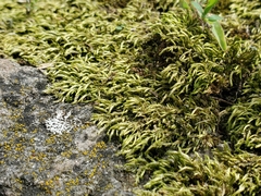 Brachythecium rivulare