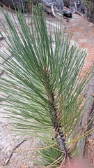 Pinus jeffreyi