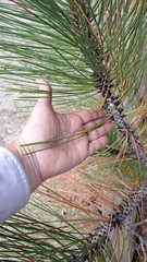 Pinus jeffreyi