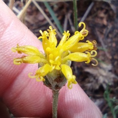 Hymenopappus filifolius lugens