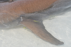 Gnathanodon speciosus