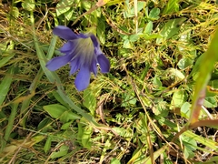 Gentiana newberryi