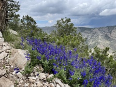 Salvia lycioides
