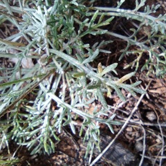 Hymenopappus filifolius lugens