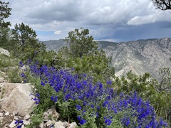 Salvia lycioides
