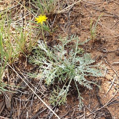 Hymenopappus filifolius lugens