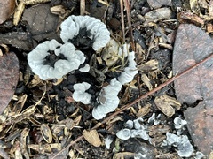 Phellodon niger