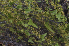 Dioscorea humifusa