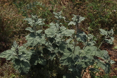 Sphaeralcea obtusiloba