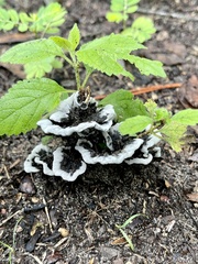 Phellodon niger