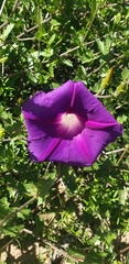 Ipomoea stans