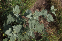 Sphaeralcea obtusiloba