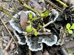 Phellodon niger