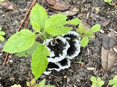 Phellodon niger