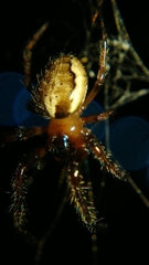 Araneidae