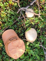 Neolentinus ponderosus