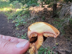 Neolentinus ponderosus