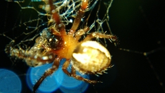 Araneidae