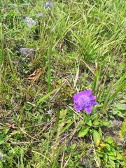 Scabiosa lachnophylla
